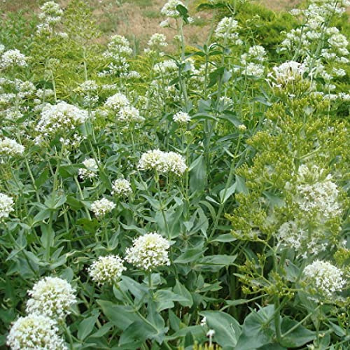 6 x Weißblühende Spornblume - Centranthus Ruber 'Albus' Topf 9x9cm: Weiße Blüten, trockenheitsresistent, für naturnahe Gärten.