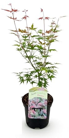 Terrassväxt - Japansk lönn - Acer palmatum Phoenix - Rosa - 2 Växter - Lövfällande - 60-70cm - Ø25cm - Trädgårdsväxt