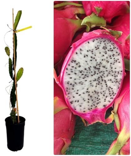 Planta natural Frutal Pitahaya Hylocereus undatus, Pitaya. Altura 80-90 cm. Produce deliciosa fruta de carne blanca y piel roja. Segura Garden