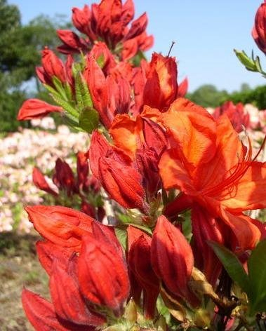 leuchtend rot blühende Garten Azalee Rhododendron luteum Feuerwerk 50 cm hoch im 3 Liter Pflanzcontainer