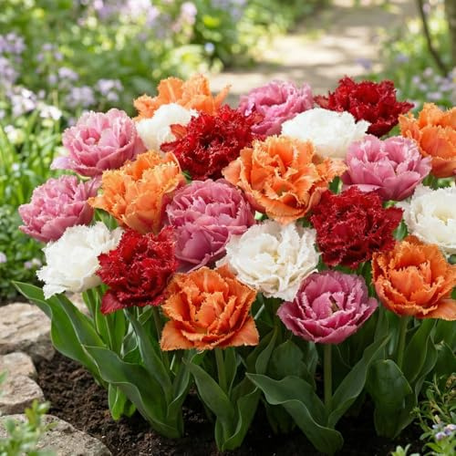 FLORIUM Tulpenzwiebeln Doppelt|Gefranst Kollektion (20 Zwiebeln) Exklusive Tulpen aus Holland, Winterhart und mehrjährig für Garten, Töpfe, Balkon aus Amsterdam