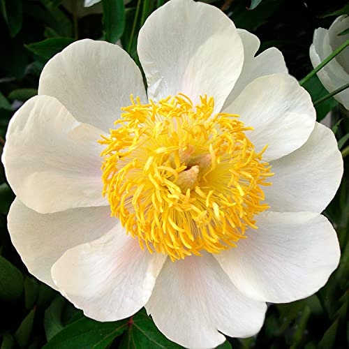 Piante Vere da Esterno - 1 Peonia Pianta Vera Bianca Nippon - Perenni - Piante e Fiori Esclusivi dall'Olanda - per giardino, vasi e balcone (non semi, non bulbi, non artificiali)