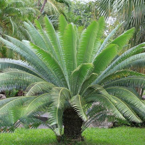 semillas resistentes de cícadas - jardín balcón perennes interior decorativas 10pcs