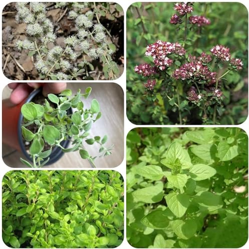 Semi di maggiorana, orto di aromatiche, semi biologici Origano majorana, culinarie semi di esotiche 400pcs