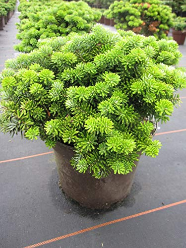 Zwerg-Koreatanne Abies koreana Brillant Ziergehölz immergrün winterhart | Kompakter Wuchs, blaugrüne Nadeln, ideal für Steingarten und Kübelbepflanzung, langsam wachsend, robust und anspruchslos