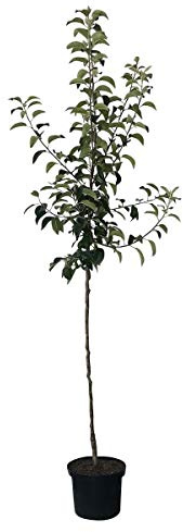 Pilot (S) lagerbarer Winterapfel, kräftig aromatisch als Halbstamm 150-170 cm 10 Liter Topf M7