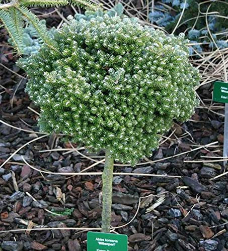 Hochstamm Koreatanne Silberperl 40-60cm - Abies koreana - lebende Gartenpflanze aus den Baumschulen