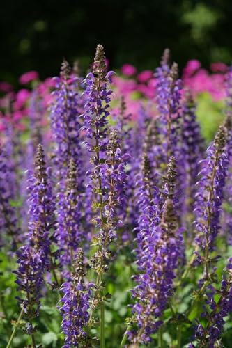 Graines Sauge des prés - Salvia pratensis - Sachet d'environ 100 graines - Graines de style - Entreprise française