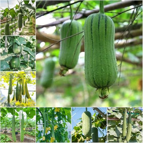 Luffa bio - hochbeet balkon topfpflanzen wintergemüse kräutergarten balkon winterharte kübelpflanzen garten luffa garten balkongarten 1500samen
