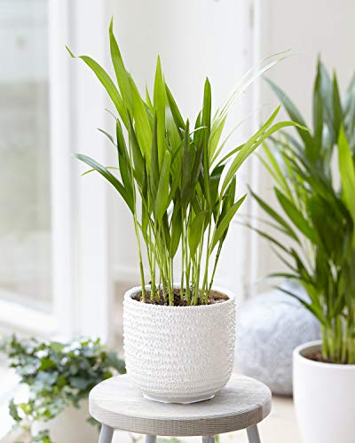 1 x Goldfruchtpalme Dypsis Lutescens Zimmerpflanze Innenbereich Lebende Palme im Topf