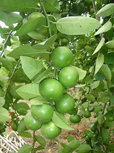 Semillas Semillas de Cal Semillas de limón Citrus tailandés Tropical de Lima para Thai Food 1 Pack