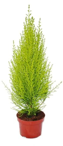 Exotenherz Exotenherz Zimmerzypresse Cupressus macrocarpa Wilma 1 Pflanze pflegeleicht luftreinigend 12cm Topf