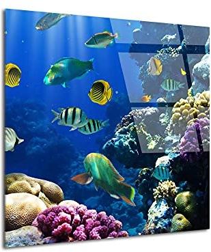 DECLINA Tableau verre acrylique le monde de Nemo, Tableau plexi, impression sur verre Acrylique, Tableau mural, Décoration moderne, 50x50 cm