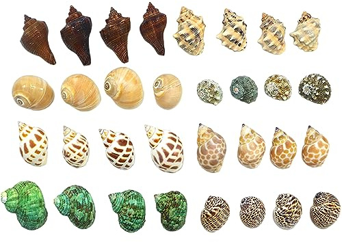 Coquillages naturels, Coquille de remplacement crabe ermite, coquille conque naturelle, décoration d'aquarium à faire soi-même(B)