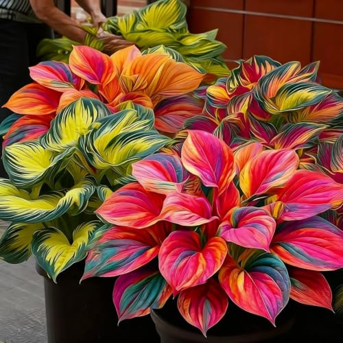 Farbenfrohe Funkie-Rhizom In GroßPackungen, Stilvoll Hosta, Fachgerecht Gepflanzt, GartenverschöNerung-4 Rhizom-F