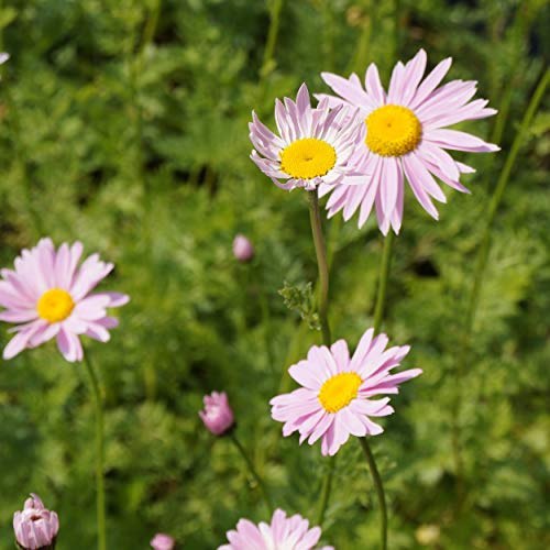 Blumixx Stauden Chrysanthemum coccineum 'Robinsons Rosa' - Bunte Garten-Margerite rosa