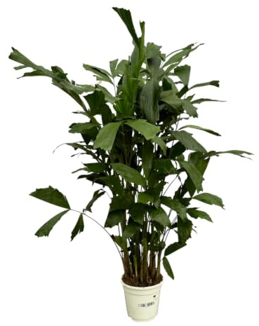 Trendyplants - Caryota Mitis - Fischschwanzpalme - Zimmerpflanze - Höhe 110-130 cm - Topfgröße Ø19cm