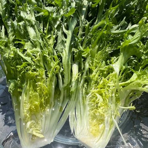 semillas de endibia vegetales de jardín endivias semillas hortalizas orgánicas, variedades tradicionales hortalizas camas elevadas en macetas resistentes 100Semillas