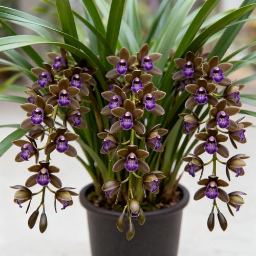 Rizomi di Cymbidium resistenti - Orchidee da esterno - Varietà di orchidee selezionate - Profumate - Perfette da esporre sui balconi.-10 Rhizome-G