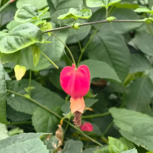 Semi di Abutilon megapotamicum - da giardino roccioso semi di estivi da esterno e perenni esotiche esterno resistenti come 40pcs