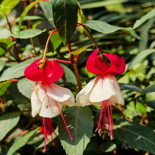 80samen fuchsien - winterharte steingartenpflanzen winterhart zimmerpflanzen hängepflanzen winterhart mehrjährig kräuterpflanzen