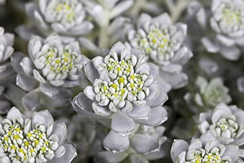 Sedum spathulifolium 'Cape Blanco' 9x9 cm Topf – Winterhart, Immergrün, Pflegeleicht – Spatelblättrige Fetthenne – Bodendecker für Steingarten & Trockenmauer