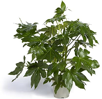Cool Green - Planta natural - Fatsia Japónica