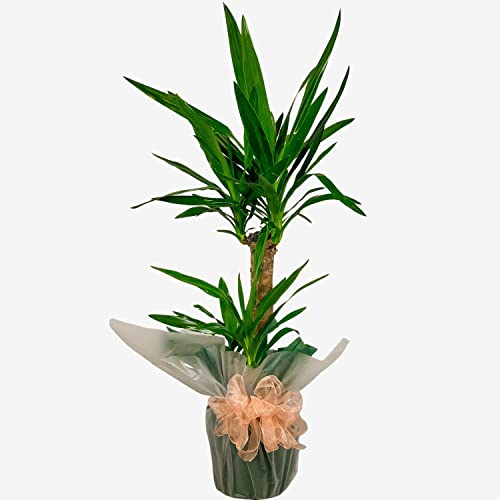Yucca 2 Stem 85cm Indoor Houseplant for Office Home Bedroom Kitchen Living Room Air Purifying Real Indoor Plant