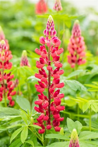 Lupinus polyphyllus 'Mein Schloss' 11x11 cm Topf – Winterhart, Mehrjährig, Pflegeleicht – Lupine – Staude für Beet & Rabatte
