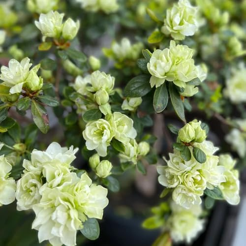 semillas de rododendro, azalea, resistentes jardín balcón Decoraciones jardín exteriores trepadoras exterior orgánicas 25pcs
