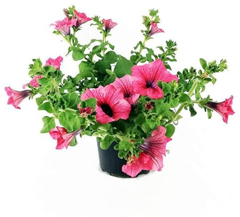 Petunia Natural Planta de Exterior con Grandes Flores para Balcón o la Terraza