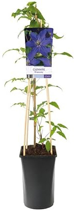 Clemátide la Planta Natura Trepadora que Alegrará tu Espacio Verde