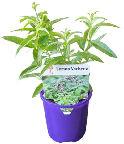 Aloysa Citradora Natural - HIERBA LUISA - Planta Resistente y de Poco Riego