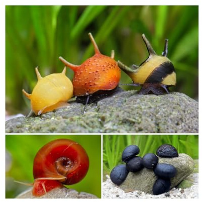 Bakterienrasen Fresser Schnecken Set - gegen Bakterienbeläge und Algen - Aquarium Schnecken lebend - Napfschnecken Geweihschnecken Posthornschnecken - Aquarien ab 60 l