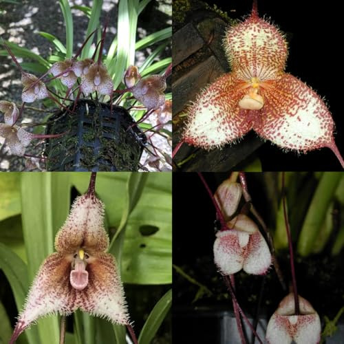semi di orchidea scimmia - orchidea faccia di scimmia - selvatici da balcone, recisi di orchidea dracula simia tappezzante perenne resistente 300pcs