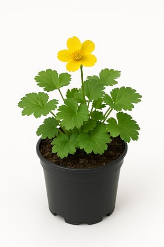 Waldsteinia geoides 'Goldkäfer' – 6 Pflanzen – Staudenpflanzen – Gelb blühende Bodendecker für Garten & Beet – Winterhart, pflegeleicht & mehrjährig – 20cm Wuchshöhe (6)