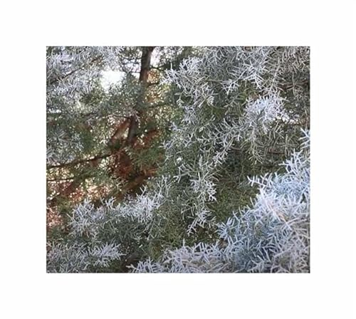 Pezzi - 10x Cupressus Arizonica Var. Arizonica Arizona Cipressi Piante - Seme ID1786 - Seeds & Plants Shop by Ipsa