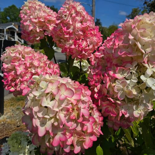 Semi di ortensia a pannocchia, semi di Ortensia paniculata, da giardino roccioso resistenti per balconi biologici 300pcs