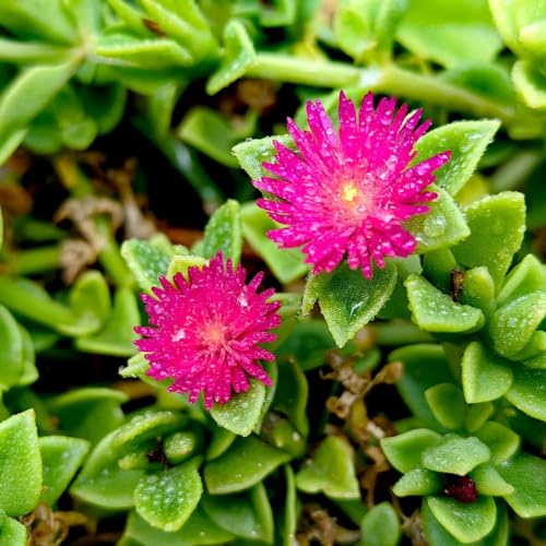 mittagsblume - dachbegrünung indoor kräutergarten blumensaat wildblumensamen bodendecker winterhart mehrjährig blumensamen frühlingsblumen pflanzensamen gartendeko für draußen 55samen