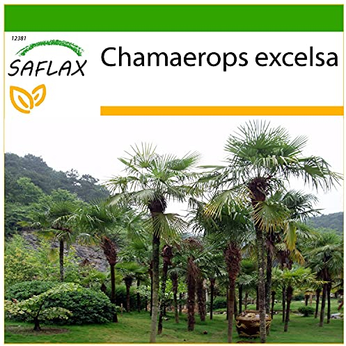 SAFLAX - Chinese Windmill Palm - 10 Seeds - with Soil - Chamaerops excelsa