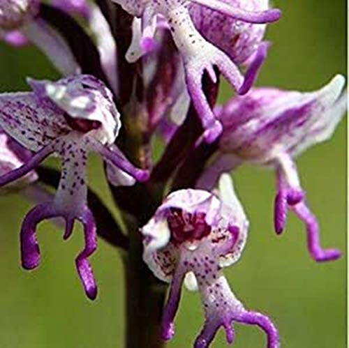 (Orchis Men # 696) Nuovo Orchis Italica, conosciuto anche come: italiana Uomini Orchid, Piramide scimmia orchidea, orchidea Testicoli -100 Semi/lot (O & Men 696) per AMBIZU