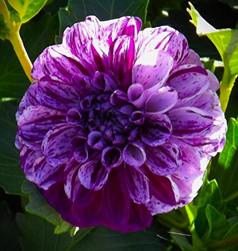 Dahlienknolle : Dahlia - Dahlie Balldahlie  Marble Ball  1 Knolle/Rhizom