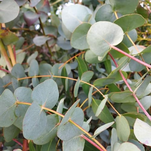Vivai le Georgiche - Pianta vera di Eucalyptus cinerea Silver Dollar Eucalipto 'Silver Dollar' - vaso Ø 18 cm