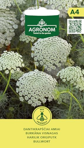 AGRONOM | Bullwurz samen | Blumensamen | Pflanze samen | Einjährige Blumen, 70 cm hoch, mit einzigartigen, doldenförmigen Blüten | Kann geschnitten und getrocknet werden | Gartensamen | 1 Pack