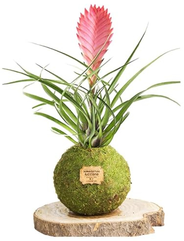 Kokedama Tillandsia Rosa - Kokedama Interior | Bola de Musgo Vivo | Planta Natural | Planta Interior | Decoración Hogar | Fácil Cuidado y Mantenimiento
