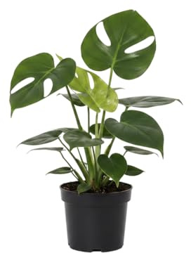 Monstera Deliciosa - Planta Tropical de Interior DECOALIVE - Maceta 14 cm - Altura 50 cm - Verde Natural