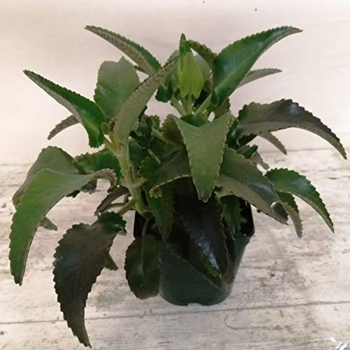 Planta de Kalanchoe Daigremontiana