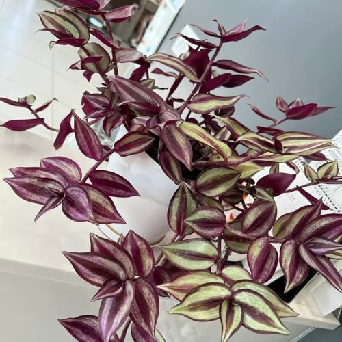 dreimasterblume balkonpflanzen winterhart mehrjährig tradescantia wohnzimmer deko, hängepflanze green wall 200samen