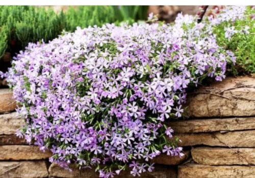 Mountain Phlox - 160 Seeds - Linanthus Grandiflorus - Annual Flower