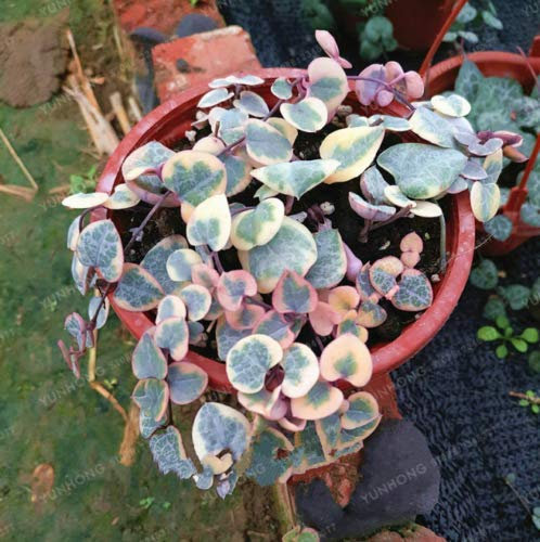 Portal Cool Rare Seme di Fiore Pianta grassa Ceropegia Woodii 100 Pz Fiori Bonsai Mondo